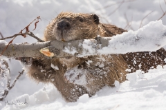 beaver carrying branch