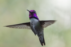 hummingbird-in-flight
