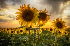 sunflower-sunburst