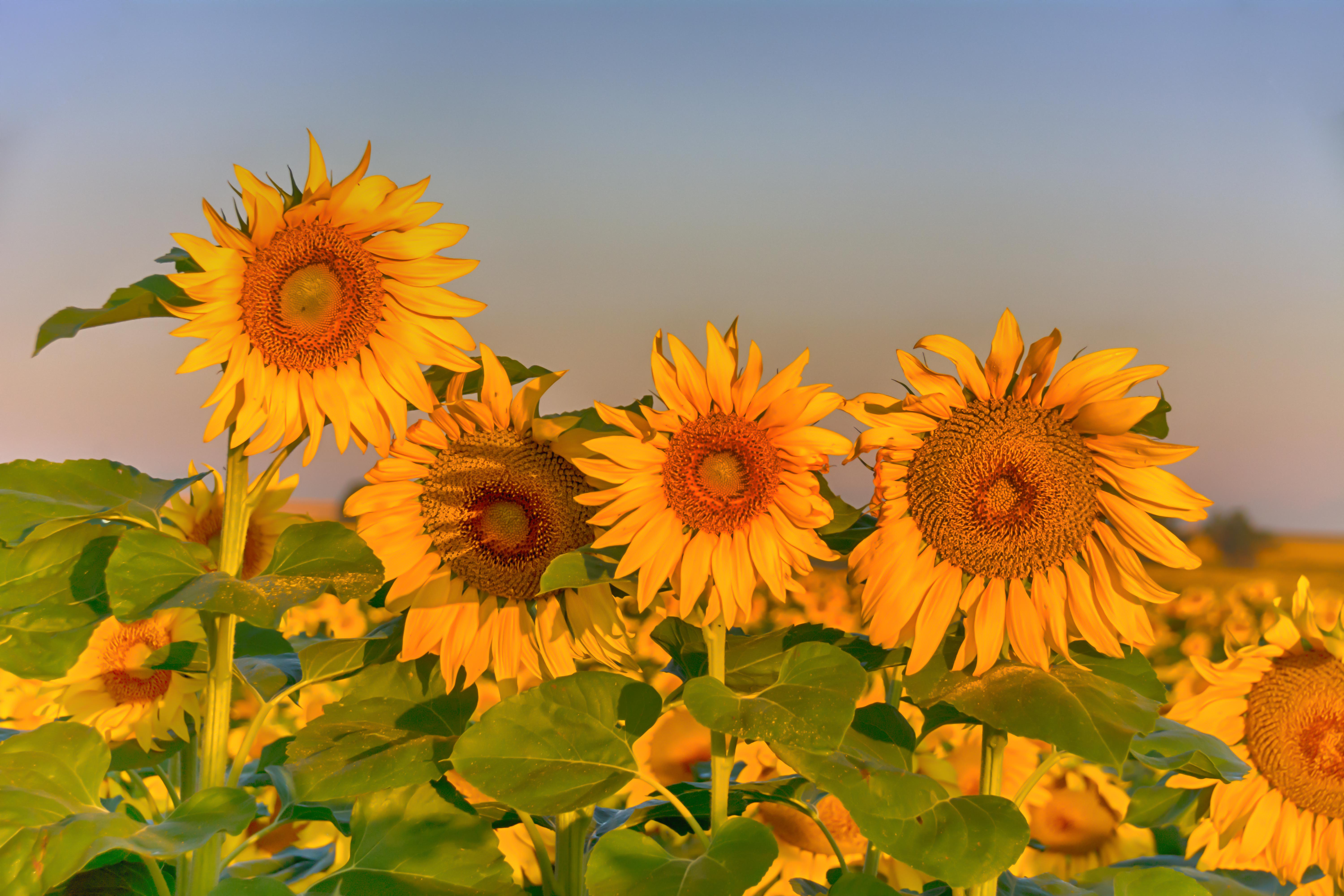 Sunrise at the sunflower fields - Diamond Photography