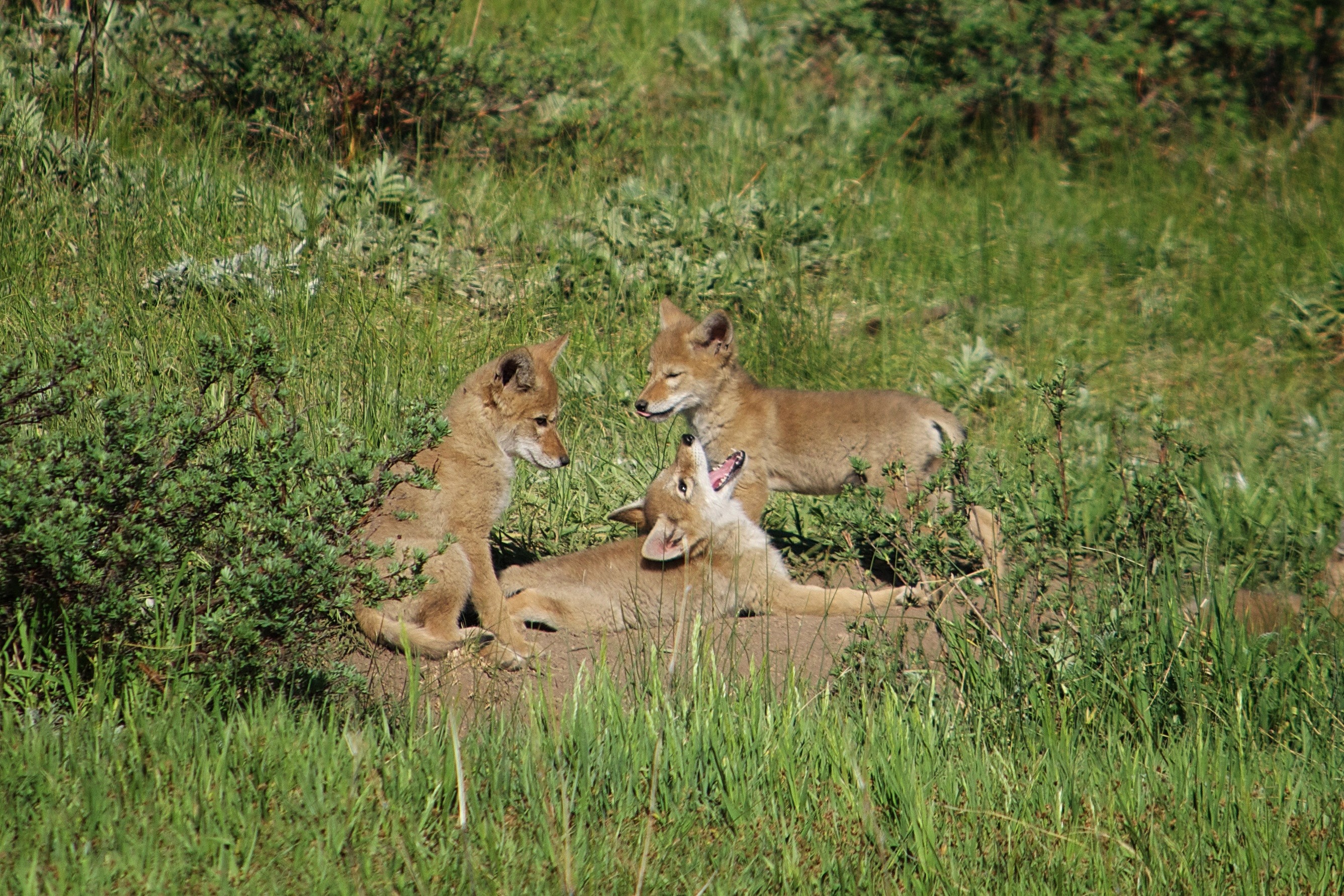 coyote pups