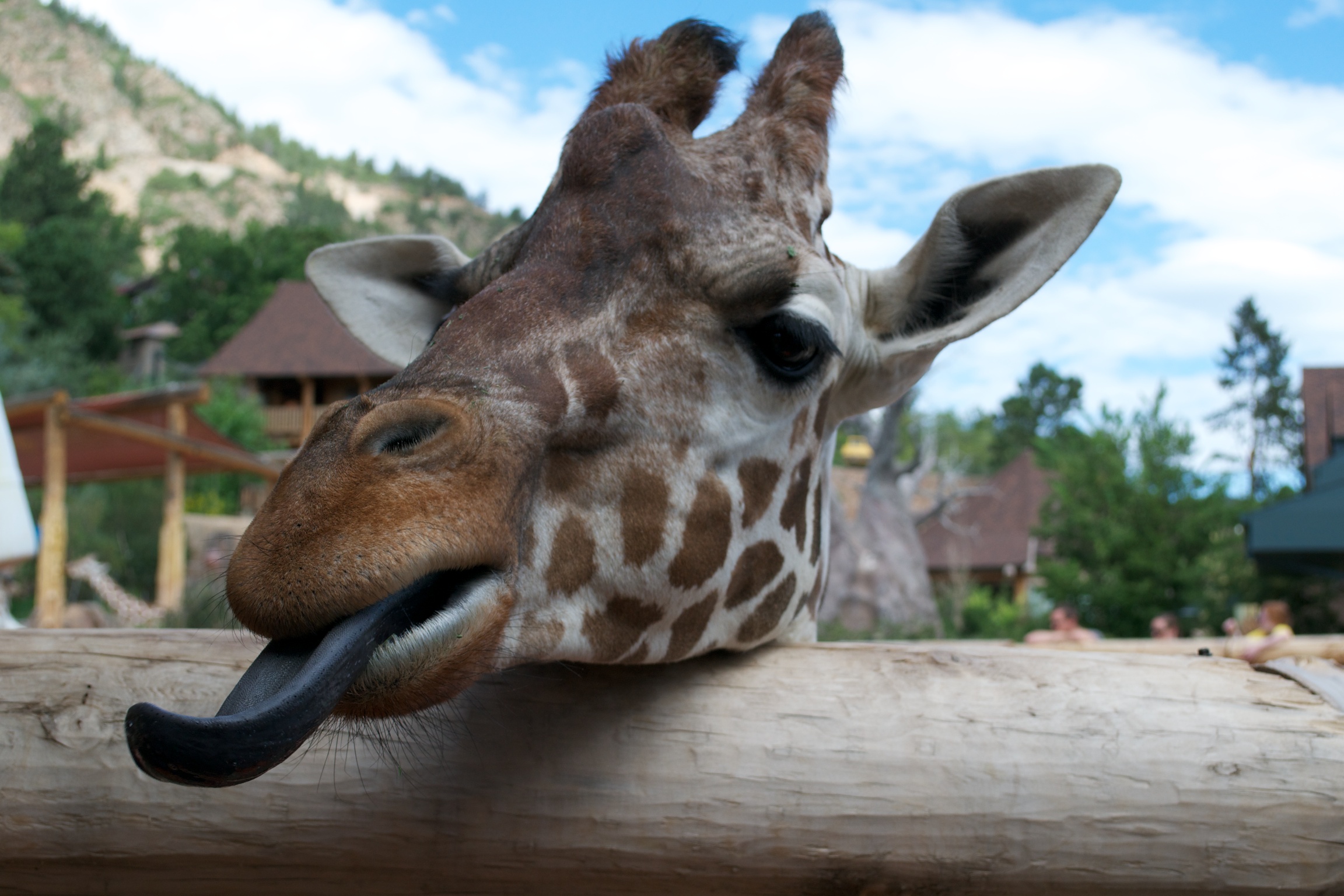 cheyenne mountain zoo