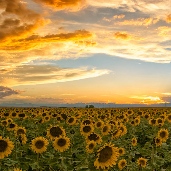 Sunflower Field Sunset Diamond Photography